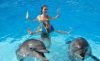 Immagine di DOLPHIN SHOW