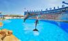 Immagine di DOLPHIN SHOW