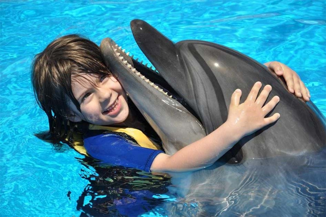 Immagine di DOLPHIN SHOW
