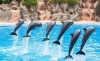 Immagine di SPETTACOLO CON I DELFINI
