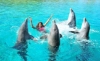 Immagine di SPETTACOLO CON I DELFINI