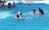 Immagine di SPETTACOLO CON I DELFINI