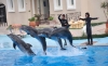 Immagine di SPETTACOLO CON I DELFINI