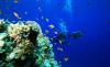 Immagine di SAFARI E SNORKELING AL BLUE HOLE E CAMMELLATA