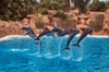 Immagine di SPETTACOLO CON I DELFINI