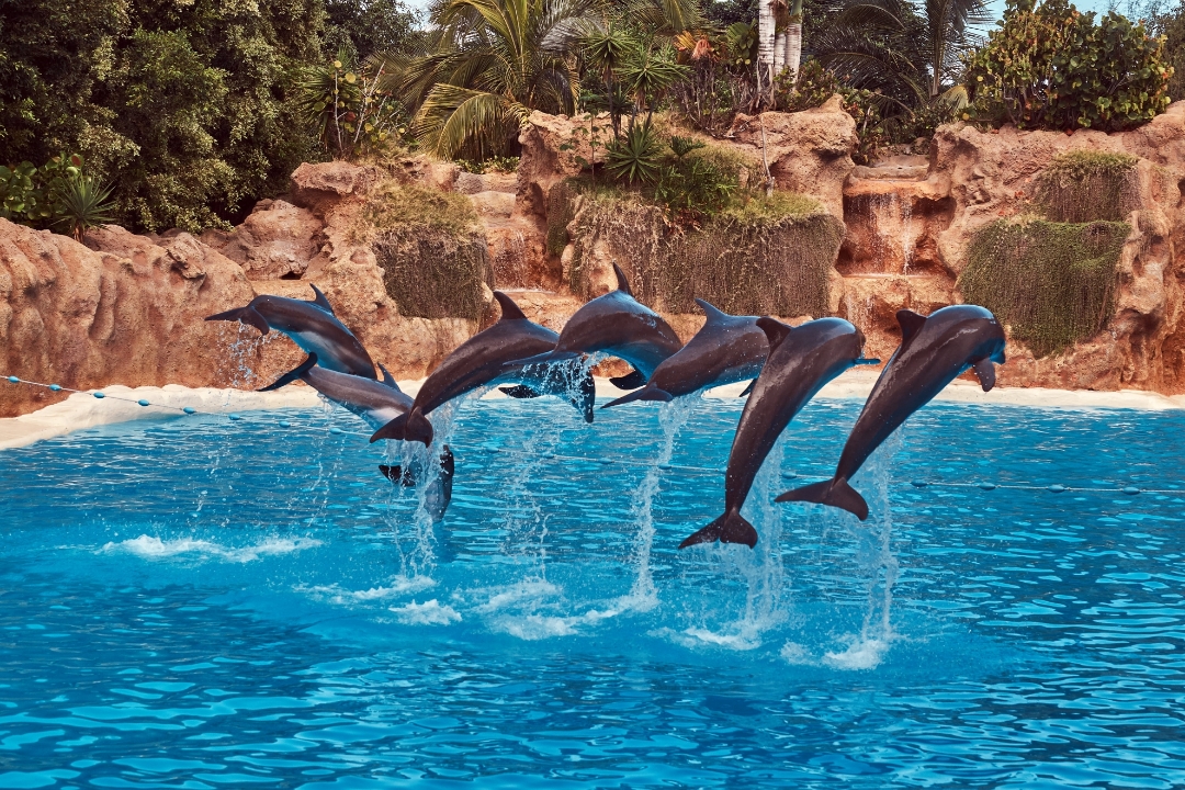 Immagine di SPETTACOLO CON I DELFINI